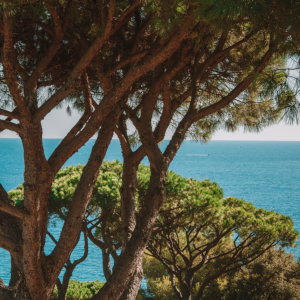 lilyofthevalley-chambre